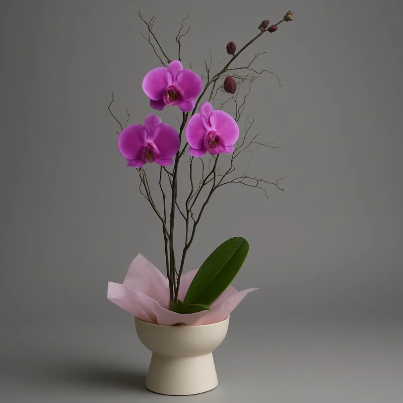 Phalaenopsis Orchids - Pink