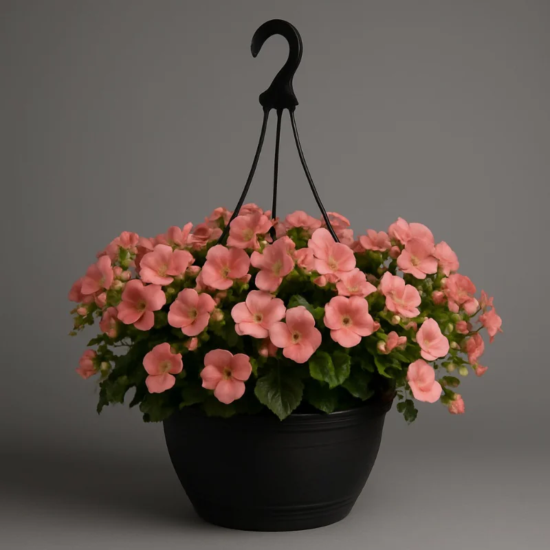 Begonia Hanging Basket