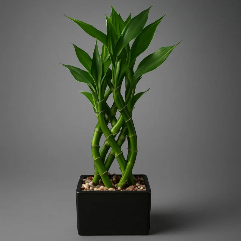 Lucky Bamboo Pot
