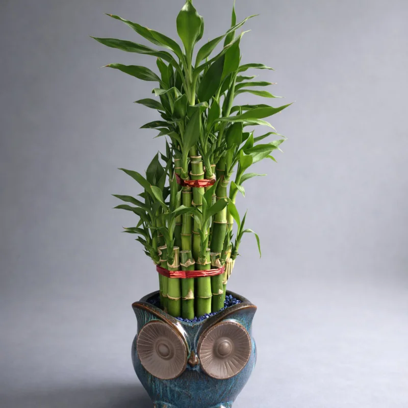 Lucky Bamboo Pot - Medium